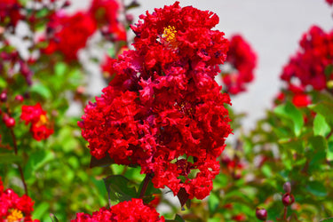 35 RED CREPE MYRTLE Lagerstroemia Indica Flowering Shrub Bush Small Tree Seeds